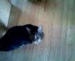 amazing talking cat! vs. high kid 1