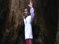 California Coast 2 - The Redwood Forest
