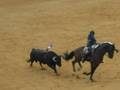 rejoneo murcia 08