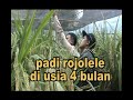 Rojolele 2,4 m Rumahagrobisnis