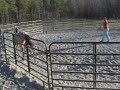 FOR SALE: 2006 AQHA Buckskin Colt by GOOD VERSION FOR SALE: 2006 AQHA Buckskin Colt by GOOD VERSION
