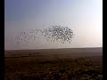 سباق دخان الأول للحمام الزاجل لموسم 2006/2007 (( قطر ))pigeon racing in Qatar 2006/2007