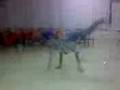 videos de Power moves.3gp