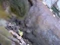 MONKEYS in Barcelona Zoo