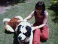 St Bernard dog