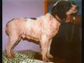 HomeoPet Skin & Seborrhea Relieves Pet Skin Problems
