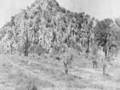 Historia de Hermosillo