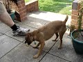 Daisy the dog Daisy the dog