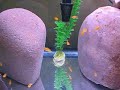 these are malawi mbuna red zebra fry that are a few weeks old.  this video is of them eating some brine shrimp and just being cichlids.