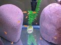 these are malawi mbuna red zebra fry that are a few weeks old.  this video is of them eating some brine shrimp and just being cichlids.