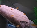 these are malawi mbuna red zebra fry that are a few weeks old.  this video is of them eating some brine shrimp and just being cichlids.