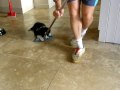 Freddie playing in the kitchen
