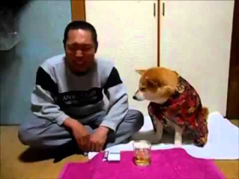 anti alcohol - Menudo compañero fiel este perro que se preocupa de su dueño hasta el punto de no dejarle probar una gota de alcohol... que luego se pone muy tonto. by ALCAC...