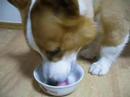 Goro@Welsh corgi 20080706 Sherbet