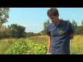 Vegetable Gardening : How to Grow Summer Squash