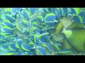 Snorkeling In Fihalhohi Island Maldives