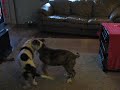 sweetie and magnum rainy day zoomies