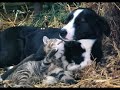 FUNNY DOGS