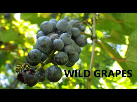 how to grow grapes in tn