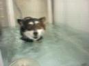 nicholai in physical therapy tank