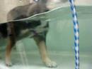 nicholai in physical therapy tank
