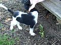 Gordon Setter Puppies from Che of Blue Skies Meadowsweet