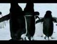 Flying Penguins - ACTUAL FOOTAGE FROM THE BBC!