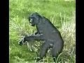 Bonobo Display-Male bonobo, the peaceful ape displays