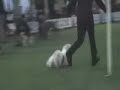 Lhasa Apso Chic Choix Parti Parade Lhasa Apso Chic Choix Parti Parade
