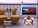 Your TV20 Dog Id: Kanga of Pacifica