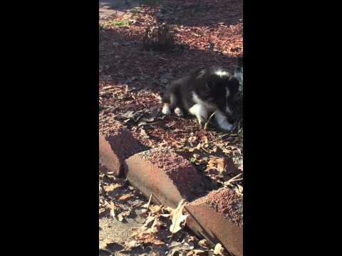 AKC tri colored sheltie female