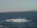 Ballenas jorobadas sudáfrica ICEX (2007)