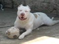 Apollo fazendo pose