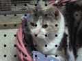 NUTMEG - Sweet Calico