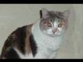 NUTMEG-Sweet-Calico