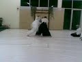 yokomen uchi irimi nage yokomen uchi irimi nage