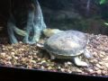 Northern Australian Snakeneck Turtle M. rugosa