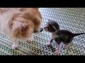 子猫を可愛がるチワワ - Chihuahua playing with kitten -