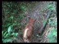 BOTHOM -MY DOG BOTHOM -MY DOG