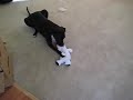 Jax Destroying a Stuffed Animal