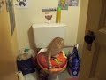 bosco : un chat bien eduqué bosco : un chat bien eduqué