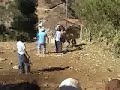 DOMA DE CABALLOS EN GRAU