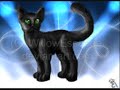 HollyPaw~Perfectly good heart
