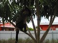 Pet Capuchin Monkey Dasha