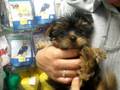 videos de yorkie binki