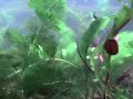 Video de aguario 