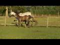 videos de Formula One Colt 2.5 months