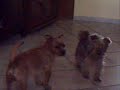 roucky balboa vs choco