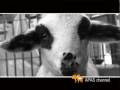 Il pianto dell'agnello