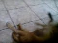 talegas de perro talegas de perro
